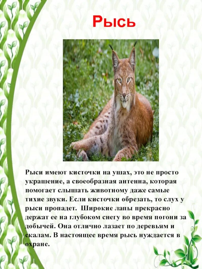 Карликовый каракал. Каракал гоша. Уши рыси. Украшенные кисточками рысьи уши хорошо слышат. Евразийская рысь.