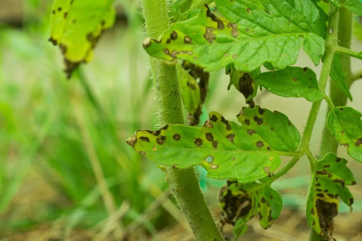 Септориоз (белая пятнистость) томатов. Септориоз листьев томатов. Septoria lycopersici. Септориоз канабис. Tomato leaves