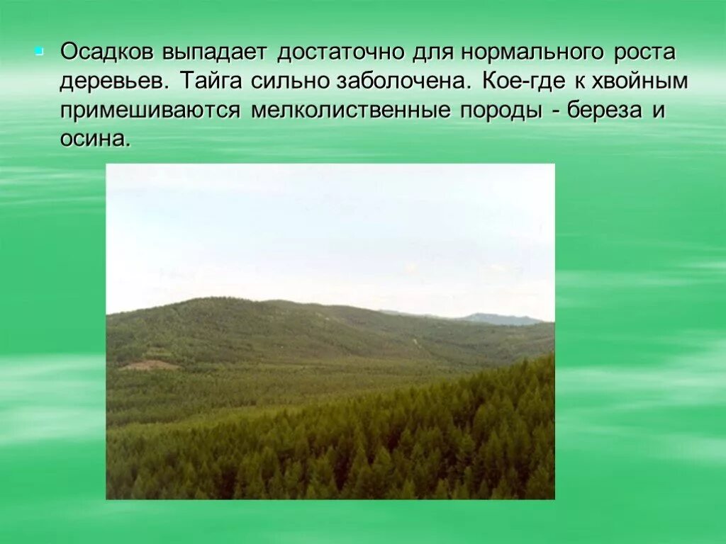 Какой климат в зоне тайги. Тайга природная зона. Зона тайги осадки. Доклад о зоне тайги. Осадки в тайге России.