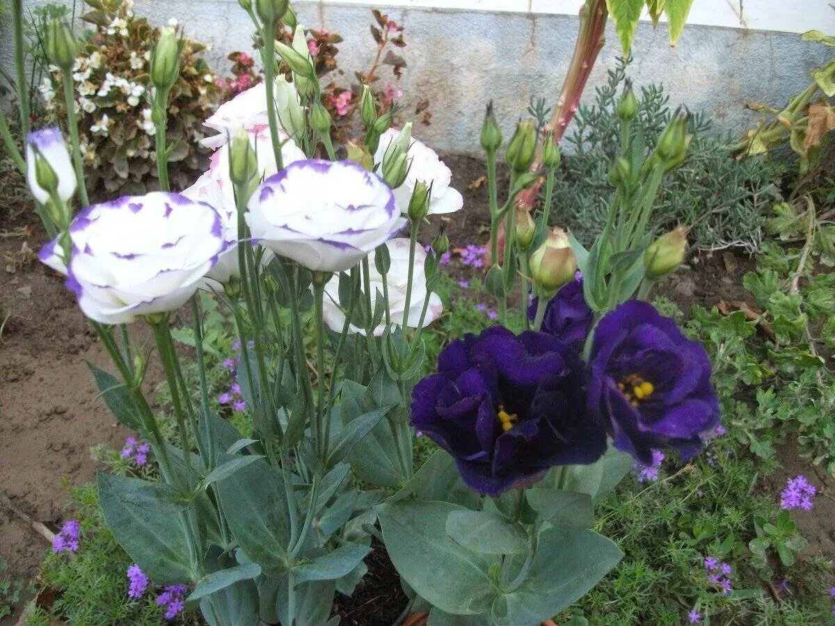 Эустома на клумбе. Клумба дельфиниум эустома. Цветы эустома в саду. Эустома на клумбе. Эустома садовая.