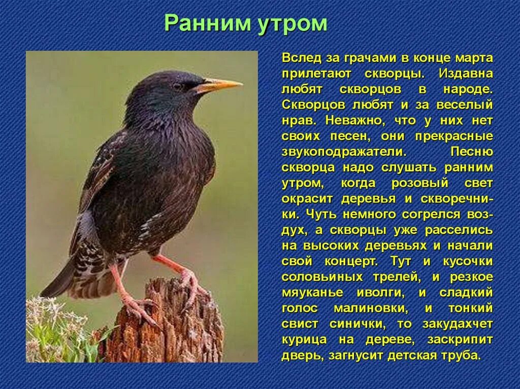 Скворец описание. Скворец презентация. Вслед за грачами прилетают скворцы. Текст скворцы.