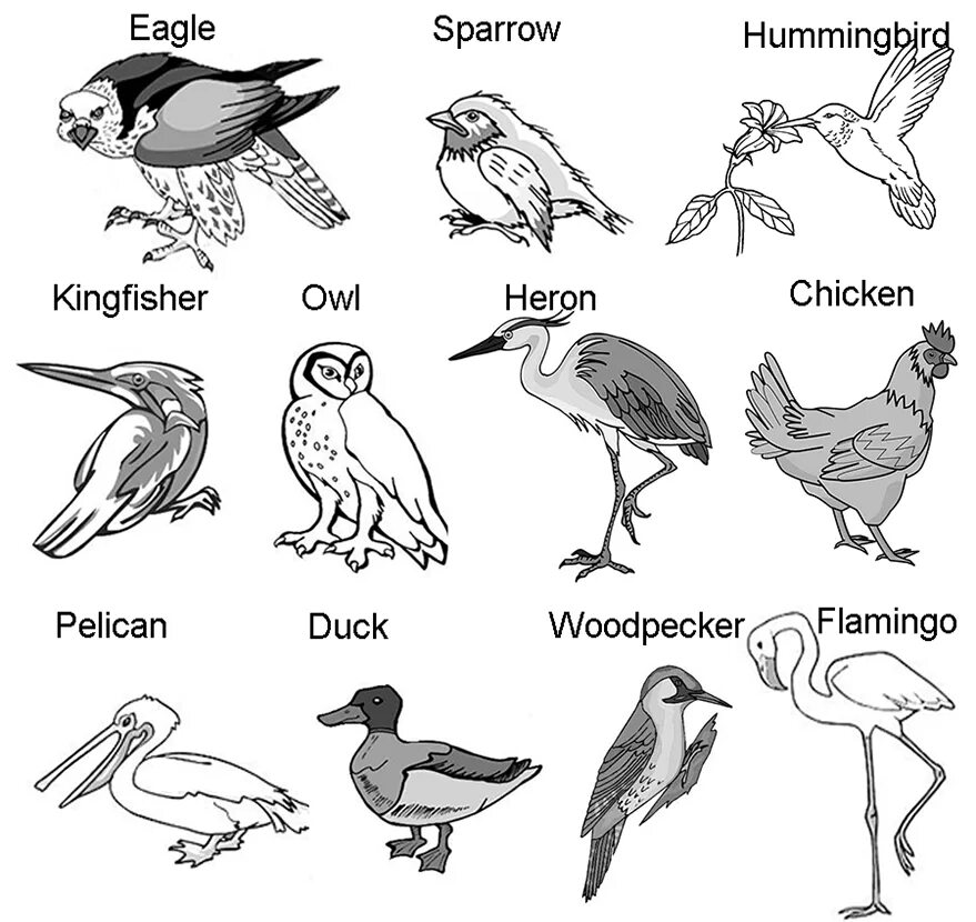 Птицы на английском. Птицы на английском задание. Задания по английскому тема птицы. Виды птиц.