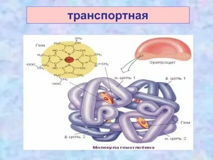Транспортную функцию в организме выполняют молекулы