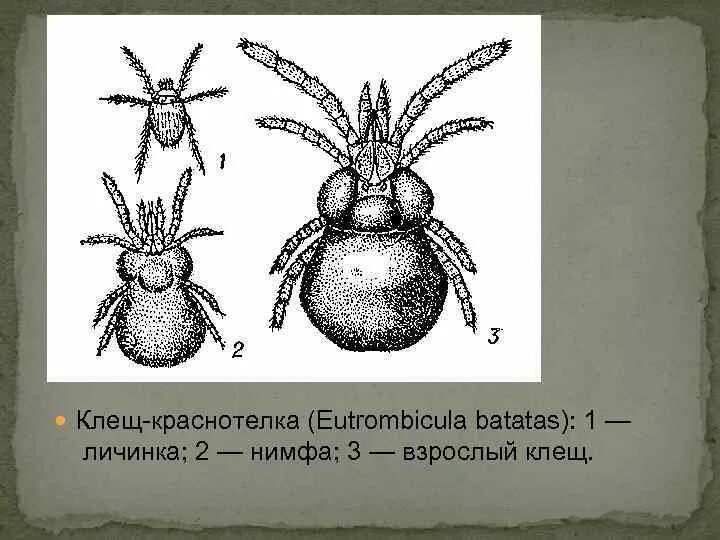 Строение краснотелковых клещей. Краснотелковый клещ жизненный цикл. Личинки клеща-краснотелки. Краснотелковый клещ личинка.