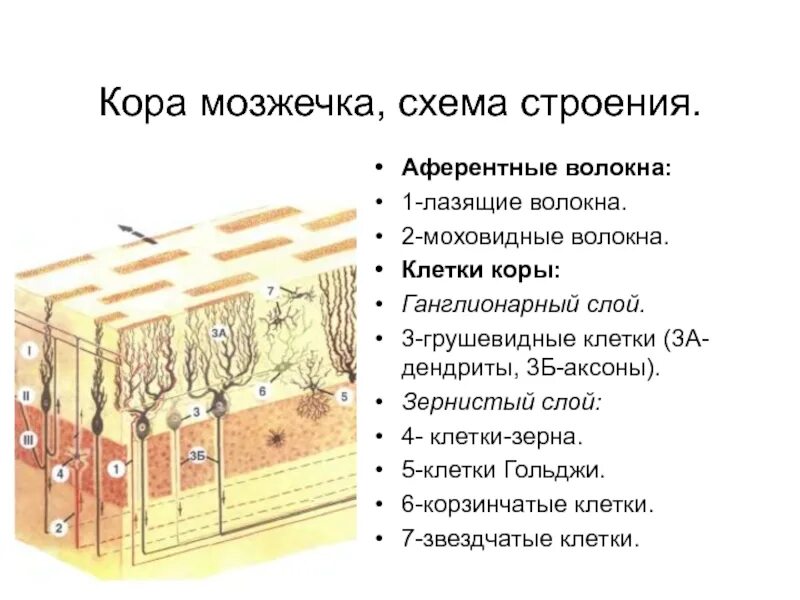 Волокна коры. Нервные волокна мозжечка. Мочало лыковое. Эфферентные волокна мозжечка гистология. Афферентные и эфферентные нервы.