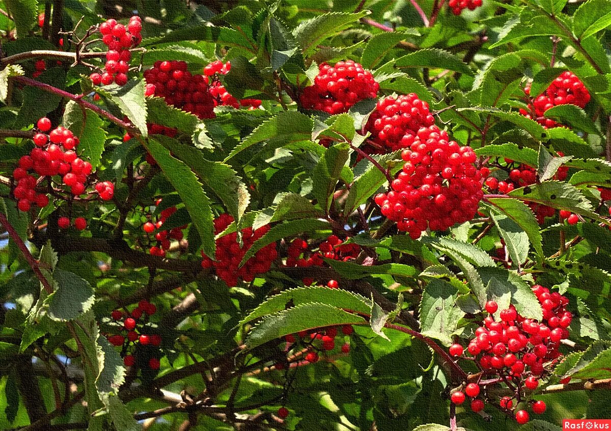 Бузина сибирская фото Sambucus sibirica Image of an specimen Plantarium