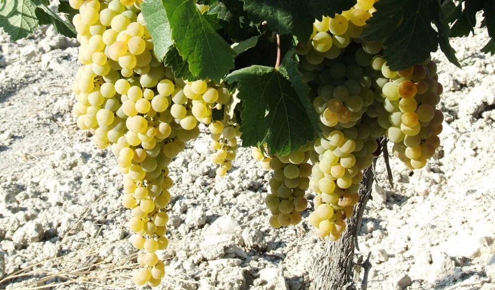 Испания сорт. Виноград сорт pedro ximenez. паломино сорт винограда. паломино фино сорт винограда. педро хименес виноград.