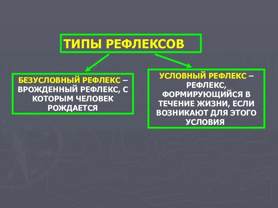 Типы рефлексов. Какие бывают безусловные рефлексы. Виды условных рефлексов. Условные и безусловные рефлексы примеры.