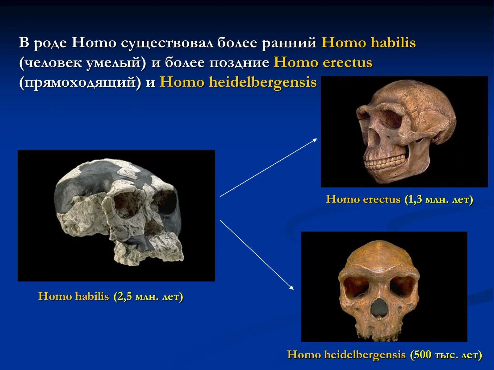 Род человек homo