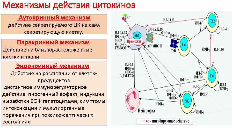 Механизмы взаимодействия цитокинов. Схема цитокиновой регуляции иммунного ответа. Механизм клеточного иммунного ответа иммунология. Механизм взаимодействия иммунокомпетентных клеток. Варианты иммунного ответа