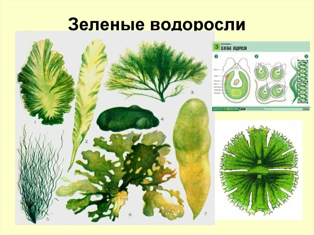 Низшие зеленые водоросли. Зеленые водоросли Chlorophyta. Chlorophyta отдел зелёные водоросли. Прототека водоросль. Зеленый.