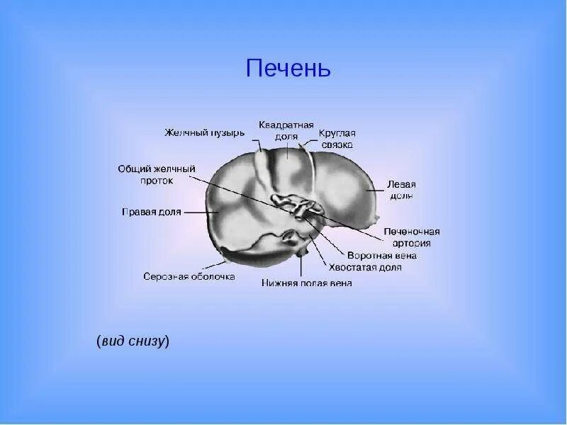 Печень 5 букв. Доли печени. Квадратная и хвостатая доли печени. Круглая связка печени на кт.