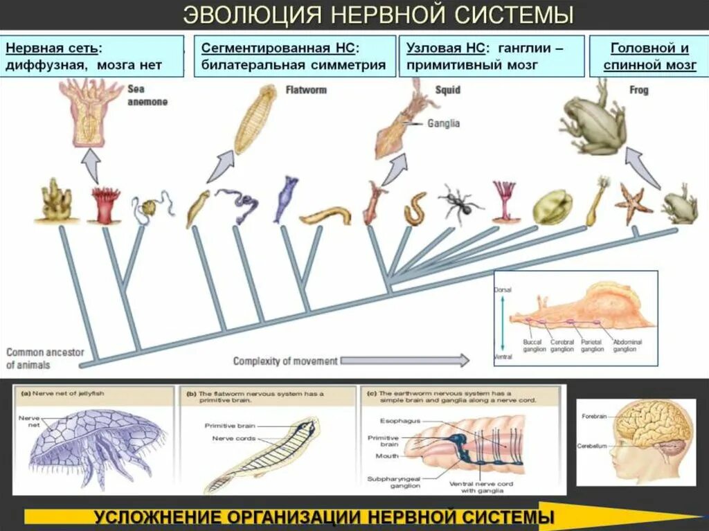 Филогенез нервной. Эволюция типов нервной системы животных. Усложнение нервной системы в процессе эволюции. Эволюционная последовательность развития нервной системы. Эволюция нервной системы беспозвоночных.