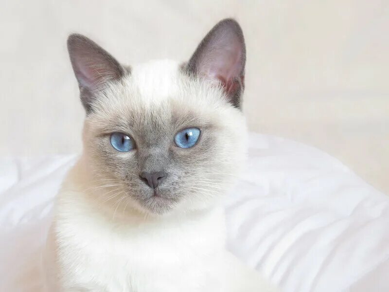 Сиамские кошки цвет. Тайская Сиамская кошка белая. Сиамская и тайская кошка. Тайская кошка старотипная. Блю-поинт сиамский характер.
