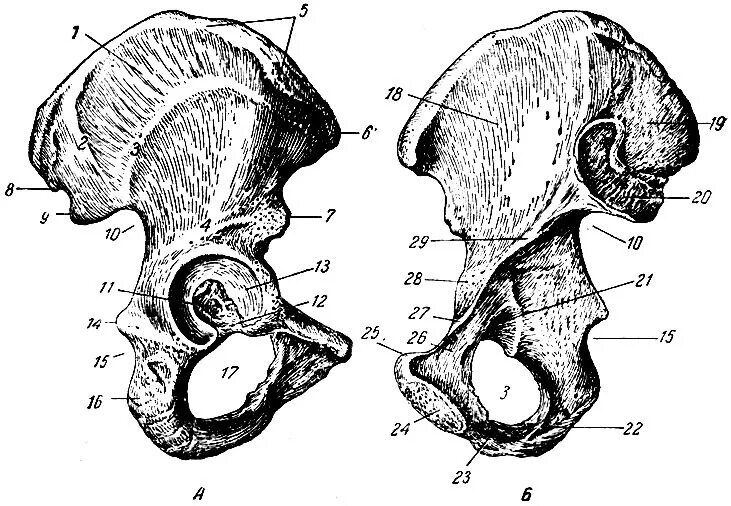 Подвздошной кости 2. Тазовая кость анатомия человека строение. Тазовая кость анатомия человека. Тазовая кость наружная поверхность анатомия. Тазовая кость строение кости.