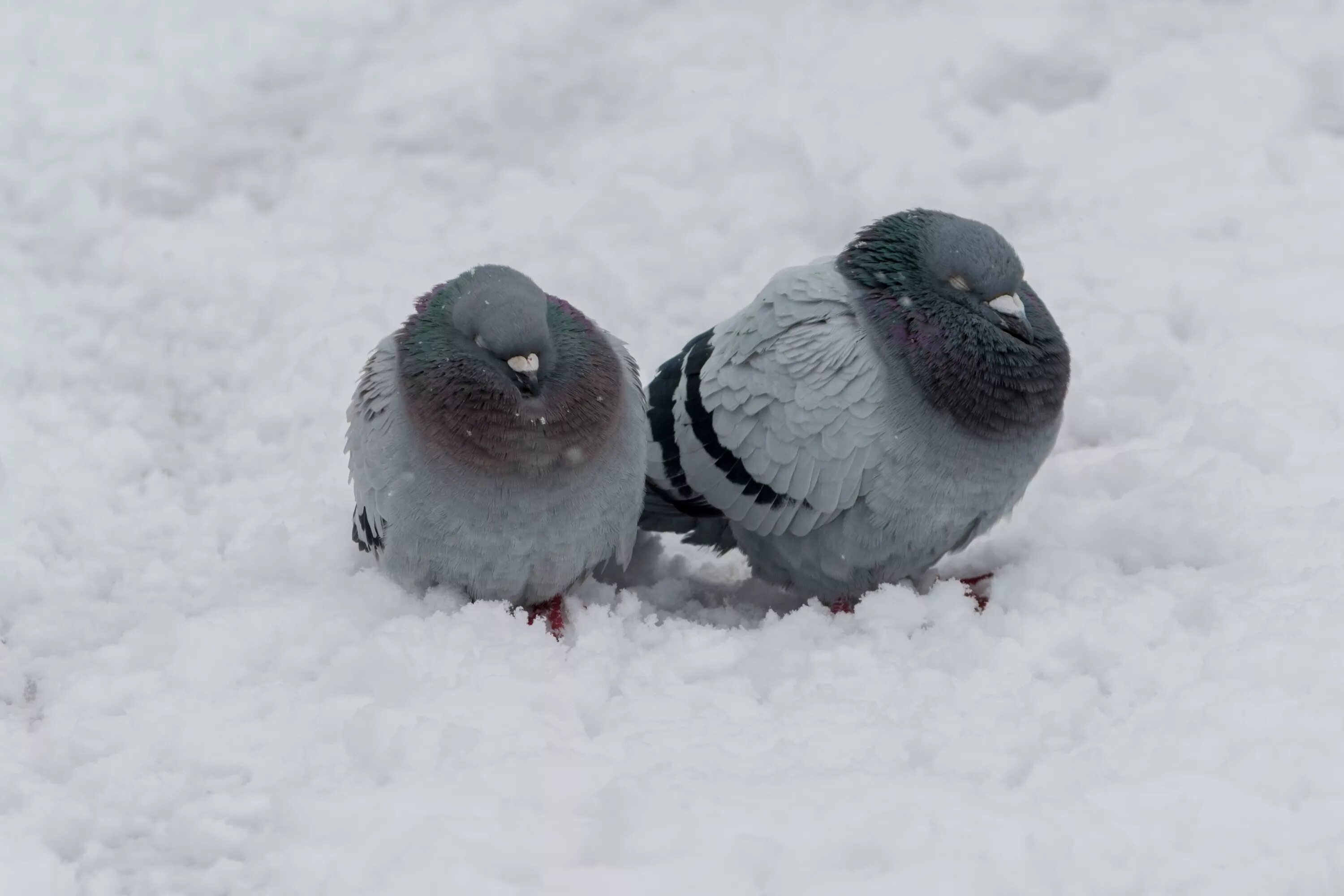 Голубь зимой. Нахохлившиеся птицы. Голуби на снегу. Замерзший голубь.
