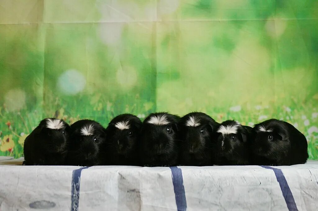 приют бездомных собак в мо. приют для бездомных собак в москве. приют для собак. щенки бернский бернский зенненхунд. питомники и приюты для собак.