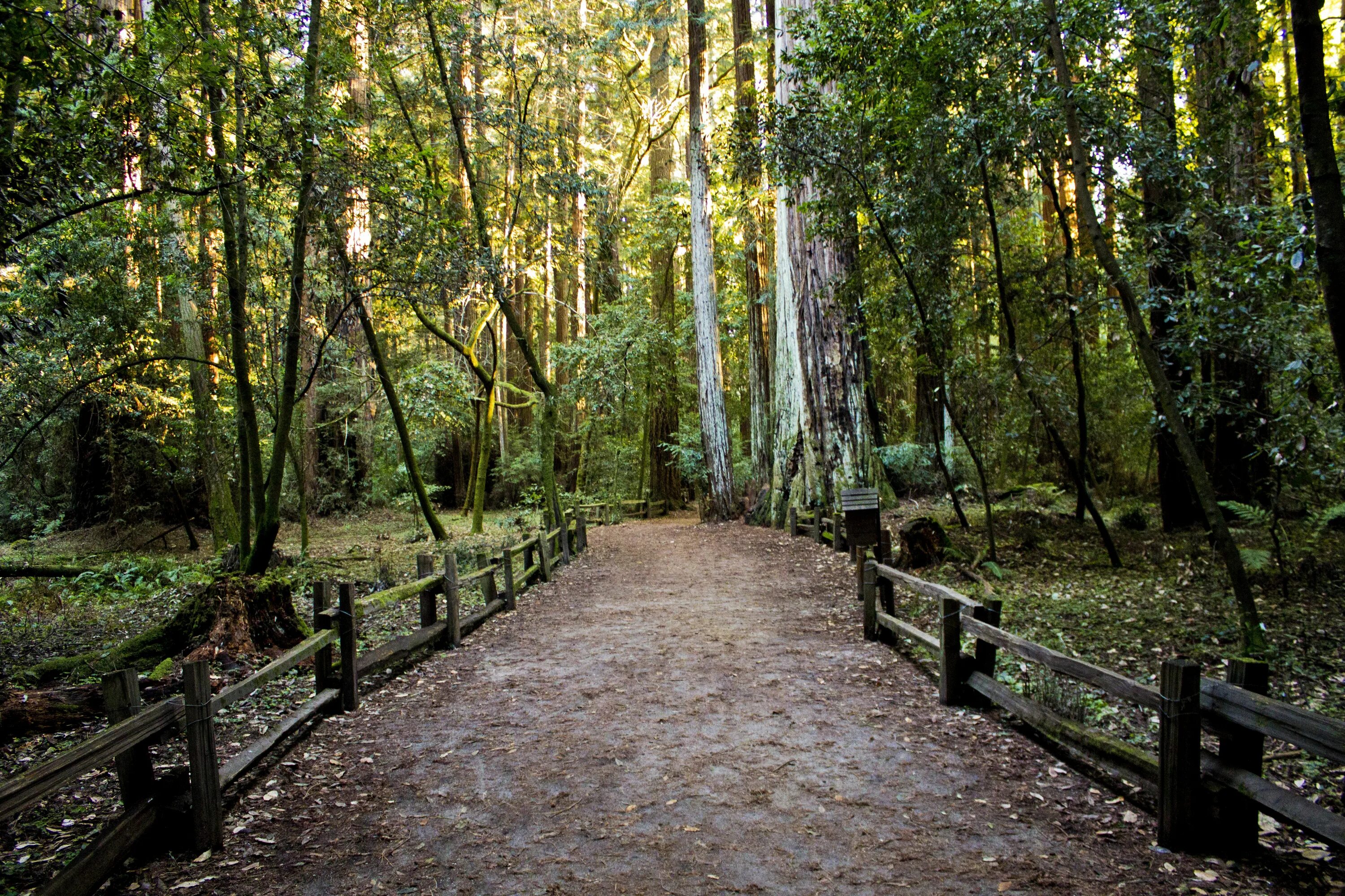 Path to image