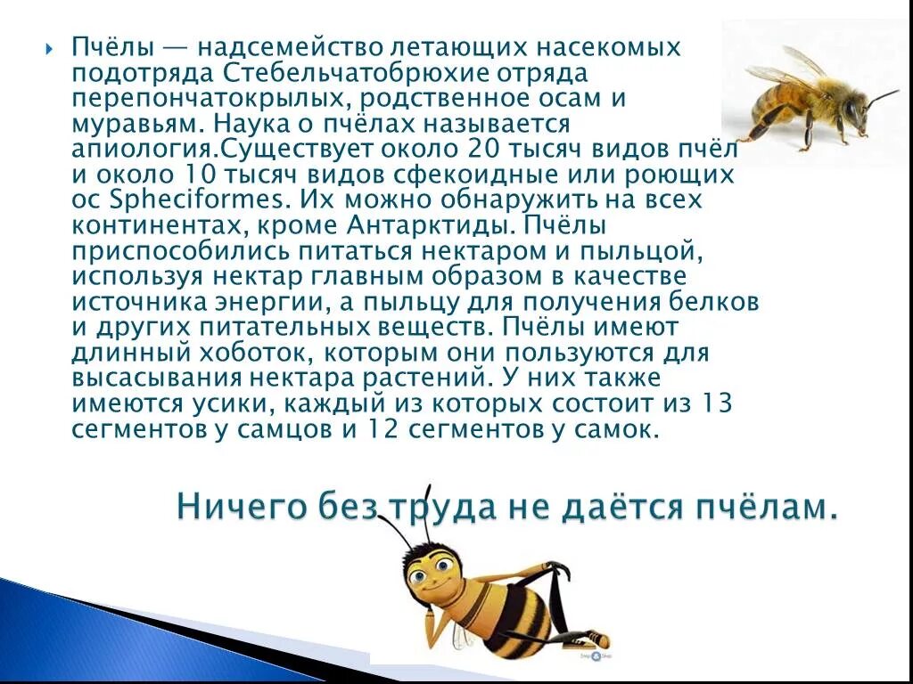 Пчелы относятся к насекомым. Рассказ о пчелах. Сообщение о пчелах и муравьях. Доклад о пчелах. Пчела для презентации.