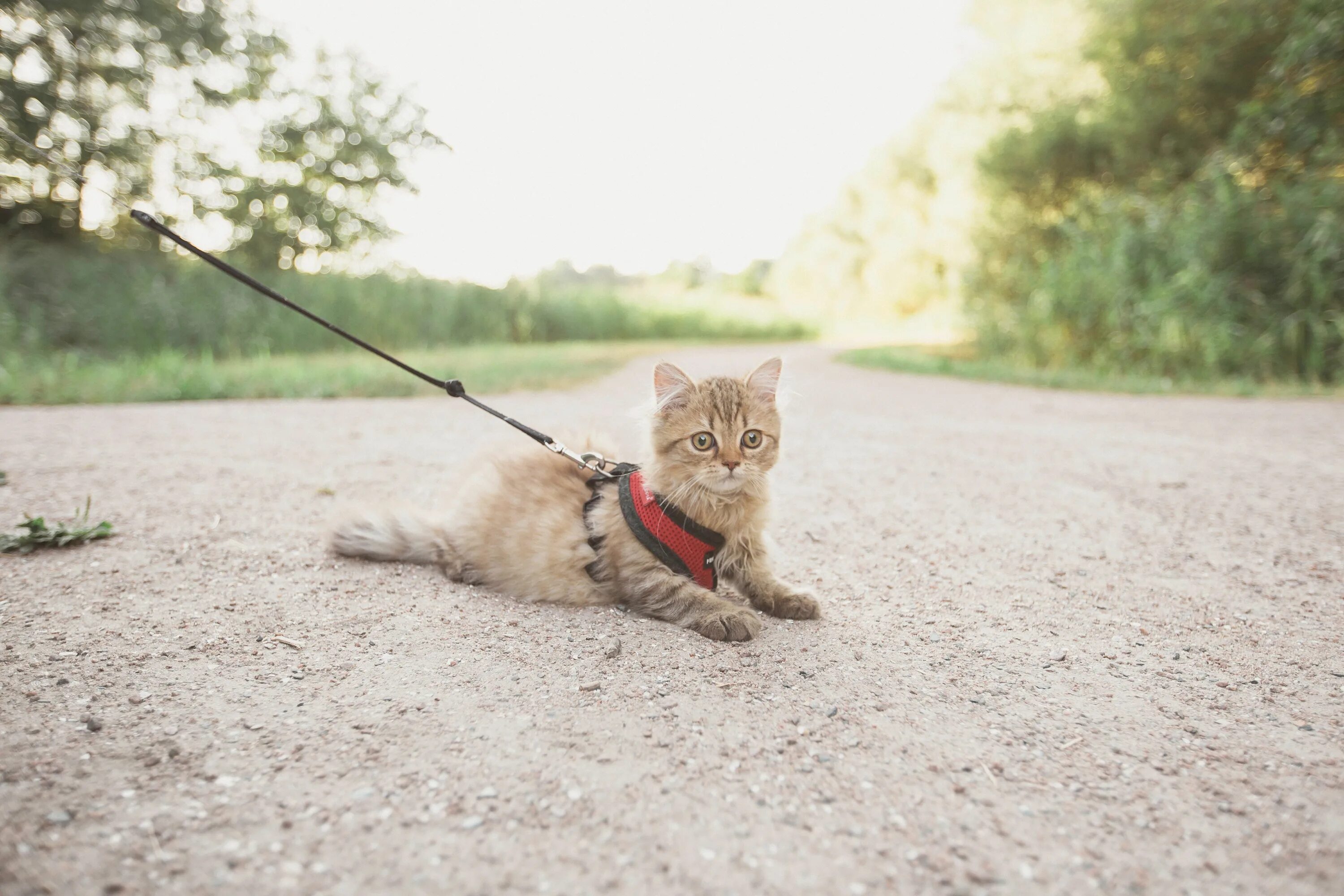 Звуки гуляющих котов. Поводок для кота. Кот на прогулке. Поводок для кошек для прогулки. Кот на прогулке на поводке.