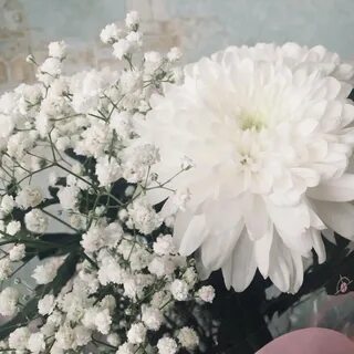Женщины хризантемы