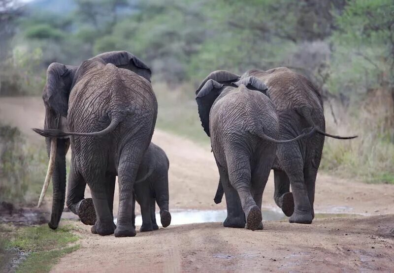 4 слоника. Хвост слона. 4 Слона. Хвост сллга. Волосы слона.