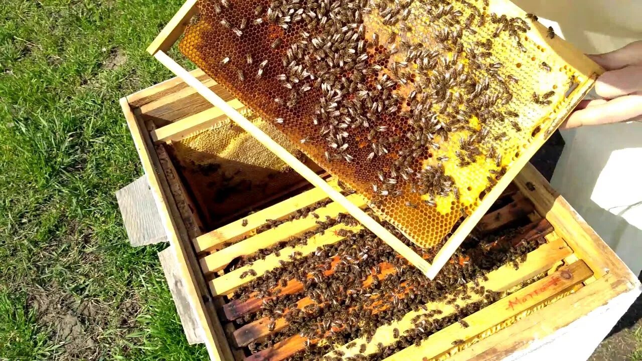 Пасека весной. Зимовка пчел. Пчелопакеты зимой. Пчелы в апреле.