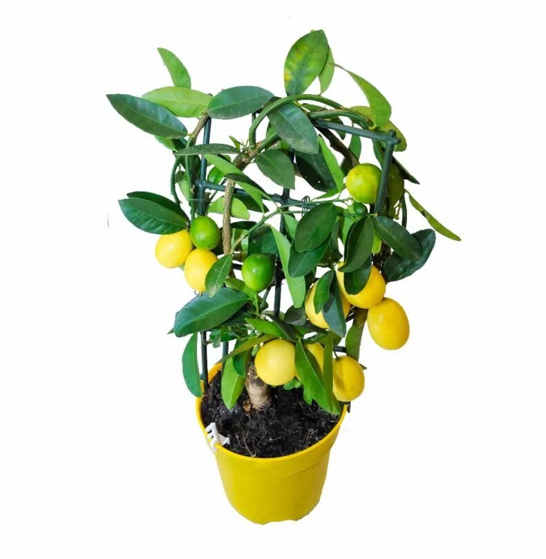 Маленькое лимонное дерево. Цитрофортунелла лимон Мейера. Цитрус (комнатное растение) лимон Мейера. Комнатное дерево Citrus Lemon. Растение цитрофортунелла лимон.
