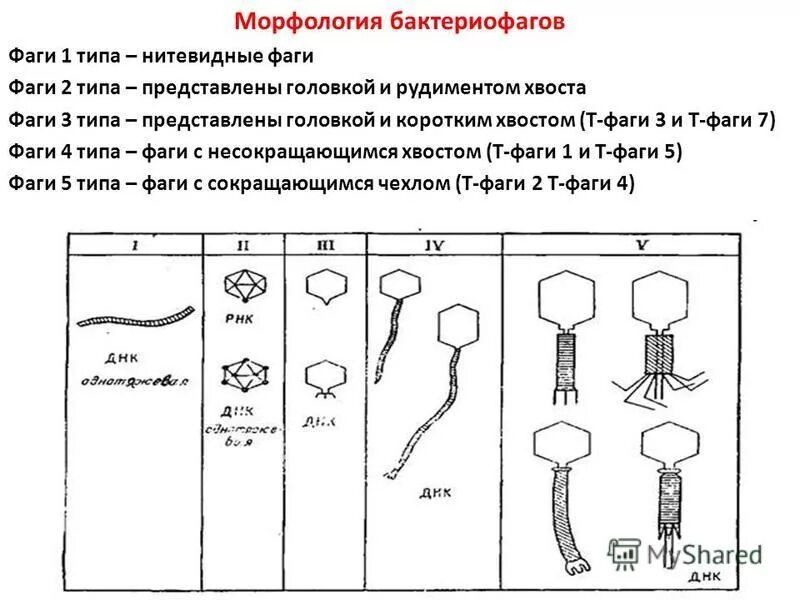 неклеточные формы жизни вирусы и бактериофаги. морфология и структура бактериофагов. неклеточные формы жизни бактериофаги. форма вцпксков фагов. форма бактериофагов какая.