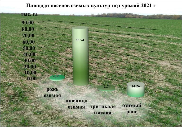 Площадь посева. Посевные площади рапса. План посевов. Урожай 2021 года. Урожайность 2021