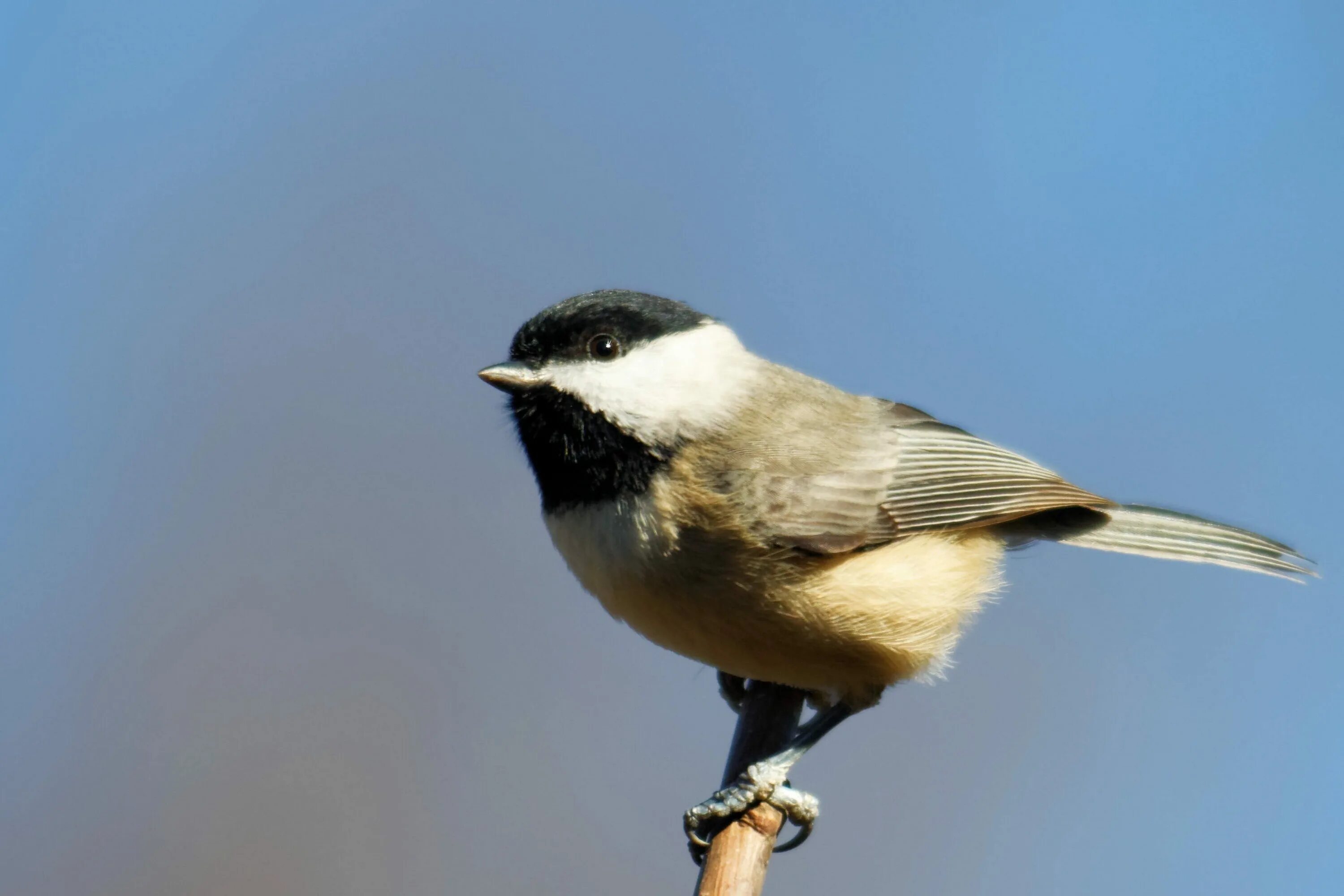 Серая лазоревка птица. Chickadee птица. Серая синица с черной шапочкой. Синица лазоревка крыло.