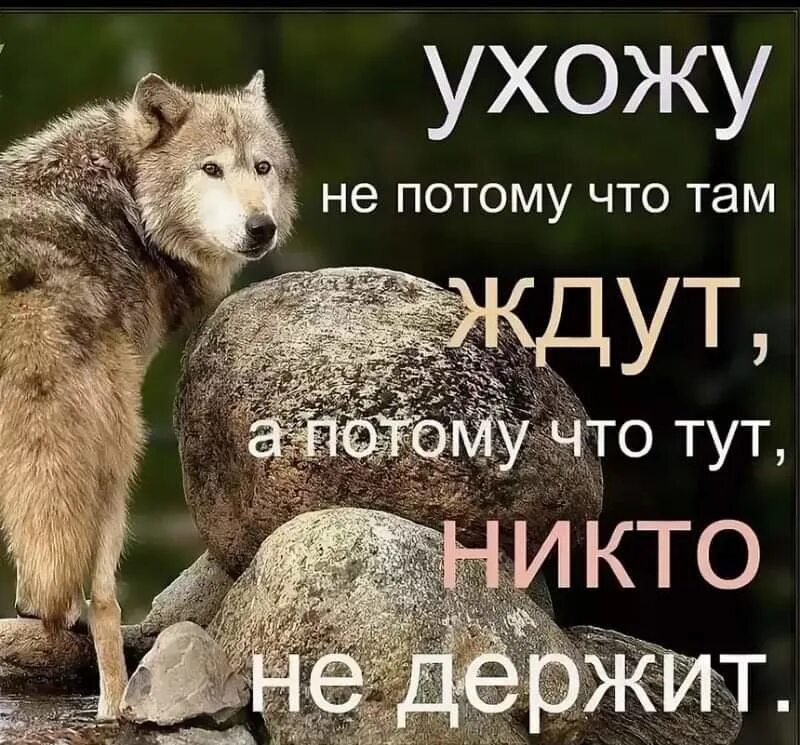 Потому что там написано. Цитаты волка. Цитаты Волков. Цитаты волка смешные. Цитаты про Волков смешные.