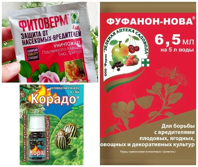 Как защитить от тли. Препараты от тли. препараты от тли на смородине. средства от тли на растениях. препараты от тли на плодовых деревьях и кустарниках.