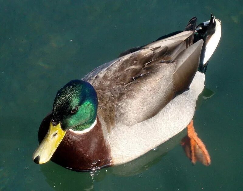 Утята породы черри велли. Французская утка. Породы уток кряква. Барбарийская утка. Французская утка.