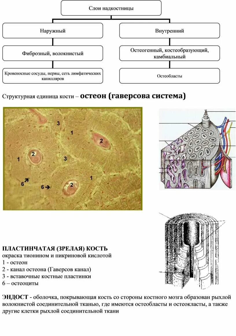 Структурная единица кости. Остеон структурная единица костной ткани. Структурная единица пластинчатой кости. Остеон гаверсова система. Графологическая структура костной ткани.