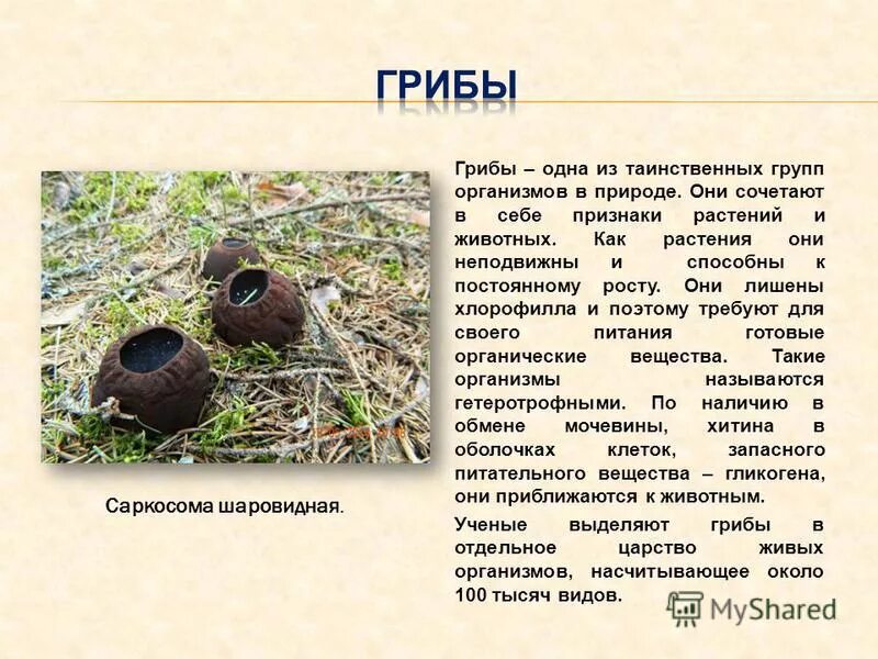 саркосома шаровидная гриб. саркосома шаровидная. молодильные грибы саркосома шаровидная. саркосома шаровидная гриб целебные. краснокнижные грибы россии саркосома шаровидная (sarcosoma globosum).