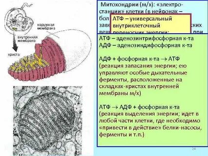 Наружная и внутренняя мембрана клетки