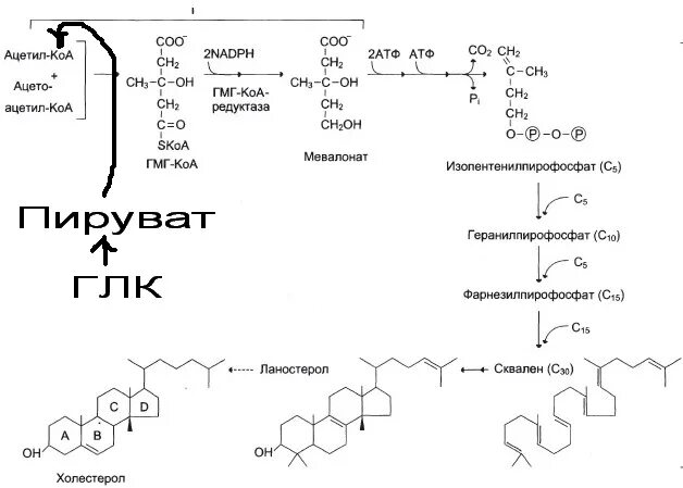 Глюкоза ацетил коа. Синтез холестерола из Глюкозы. Схема синтеза холестерина из Глюкозы. Происхождение субстратов для синтеза холестерола. Синтез холестерина ацетил КОА из Глюкозы.