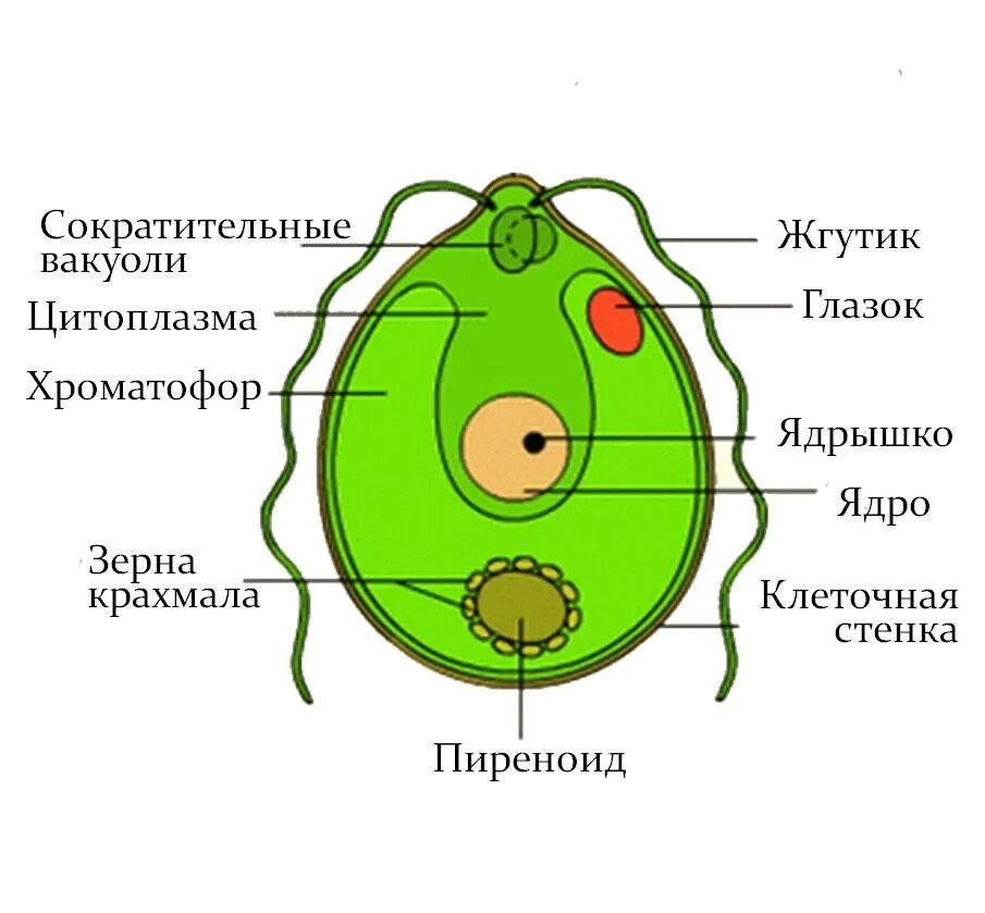 Подпишите зеленым цветом. Хламидомонада и хлорелла. Одноклеточная водоросль хламидомонада. Клетка зеленой водоросли хламидомонады. Строение клеток зеленых водорослей хламидомонада.