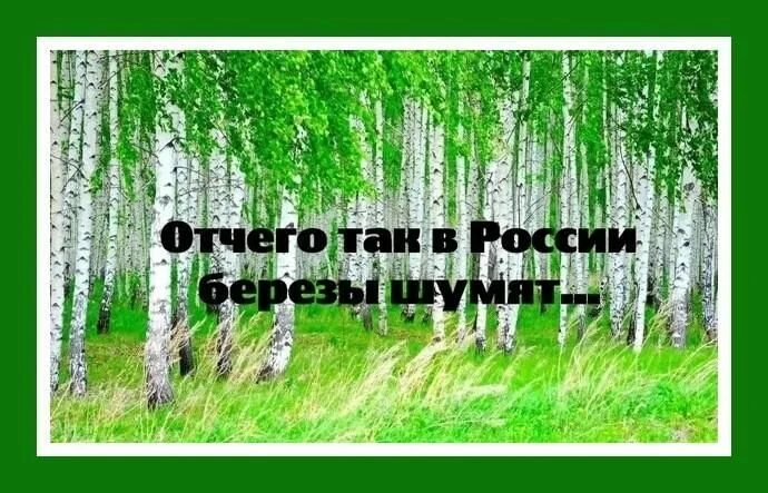 Отчего так в России березы шумят. Отчего в России березы. Отчего так в России. От чего в России березы шумят. От чего так березы шумят слова