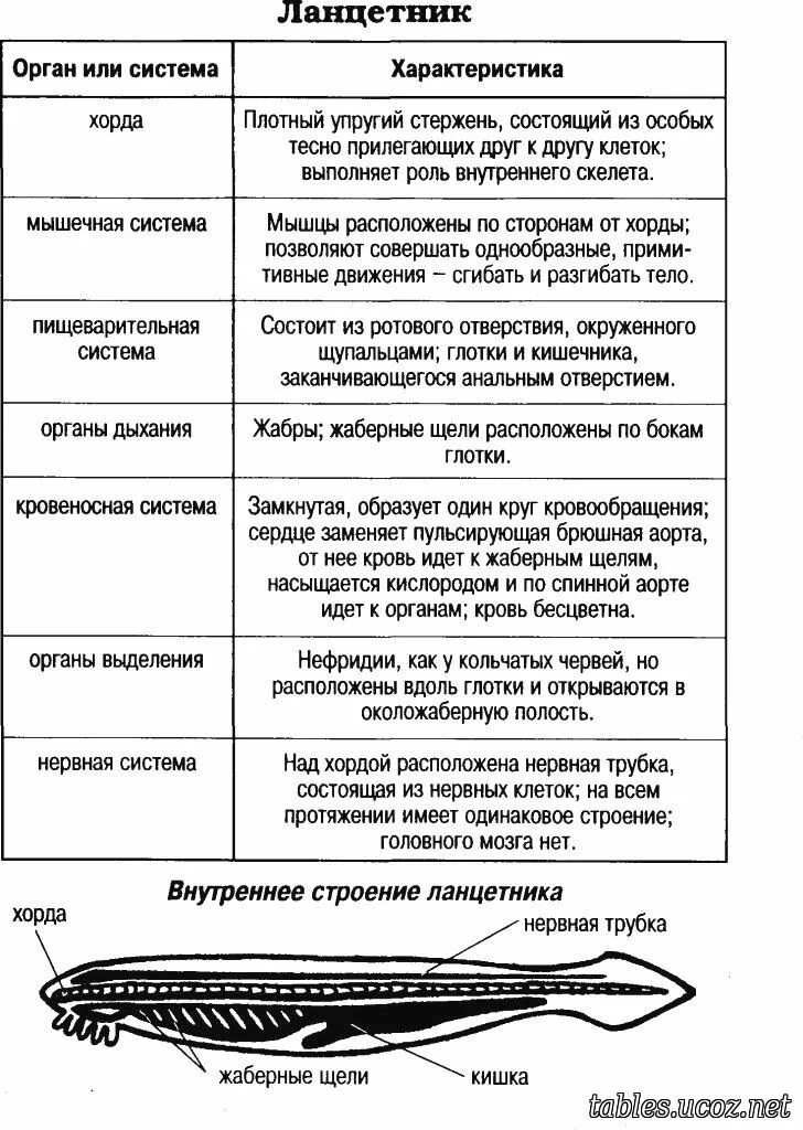 Пищеварительная система система ланцетника. Строение ланцетника общая характеристика. Пищеварительная система ланцетника схема. Ланцетник органы пищеварения особенности строения. Сравнение ланцетника с рыбой