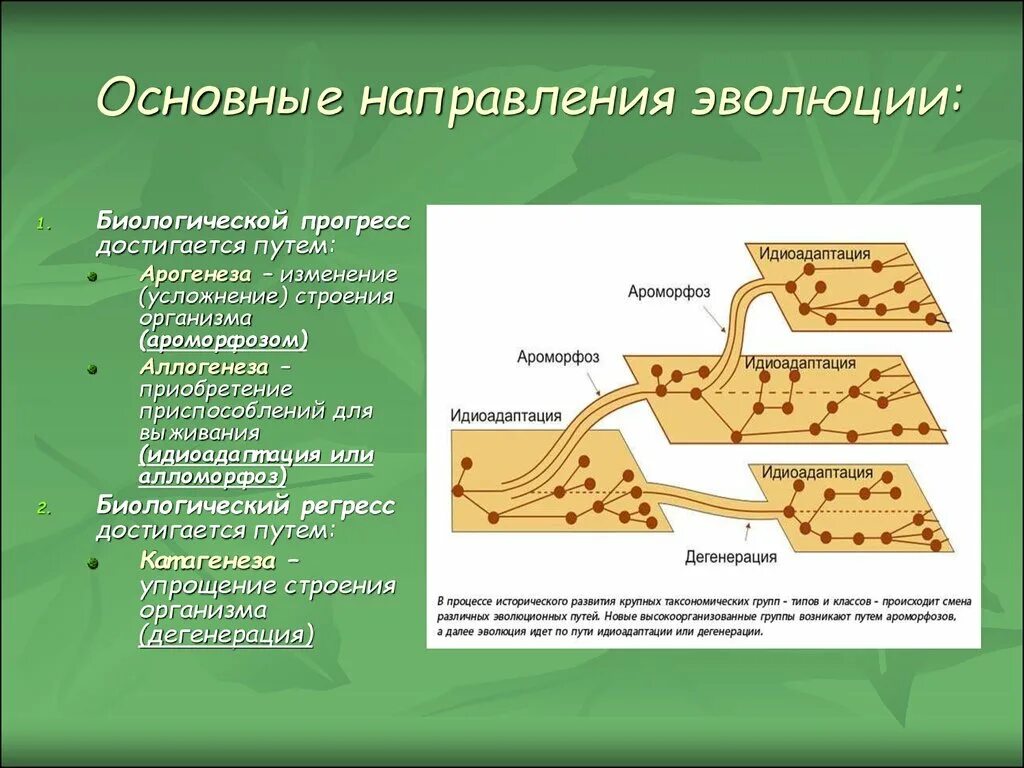 Закономерности направления эволюции. Главное направление эволюции ароморфоз идиоадаптация дегенерация. Основные направления и путь эволюции биология. Основные направления эволюционного процесса ароморфоз. Пути развития ароморфоз идиоадаптация.