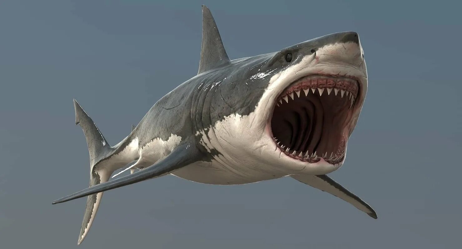 Белая акула снизу. Акула тигровая шарк. Акула все открыто. Акула тигровая шарк. Акула все открыто.