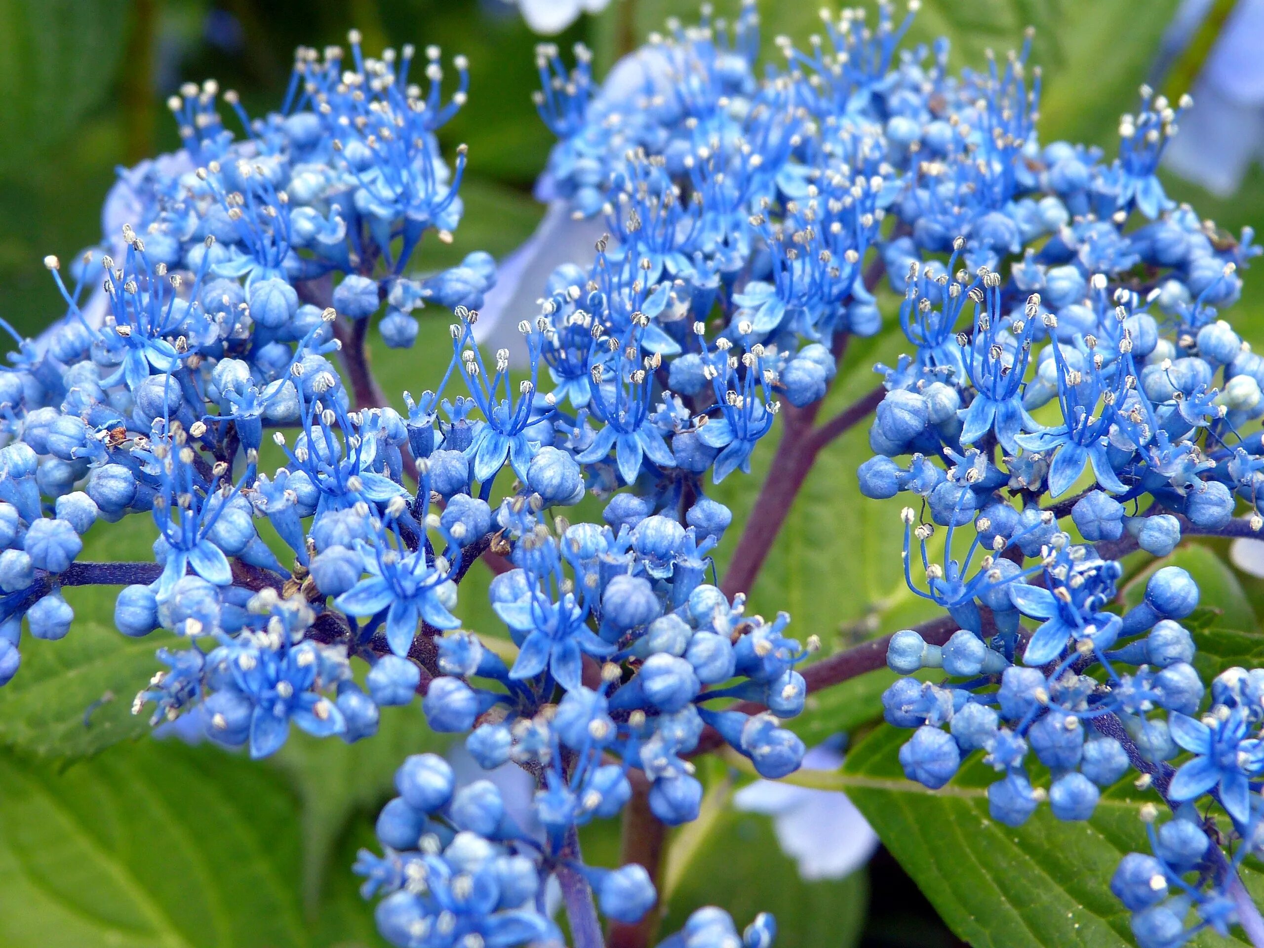 Где растет голубой цветок. Синие кустарники Незабудка. Синие многолетники Незабудка.