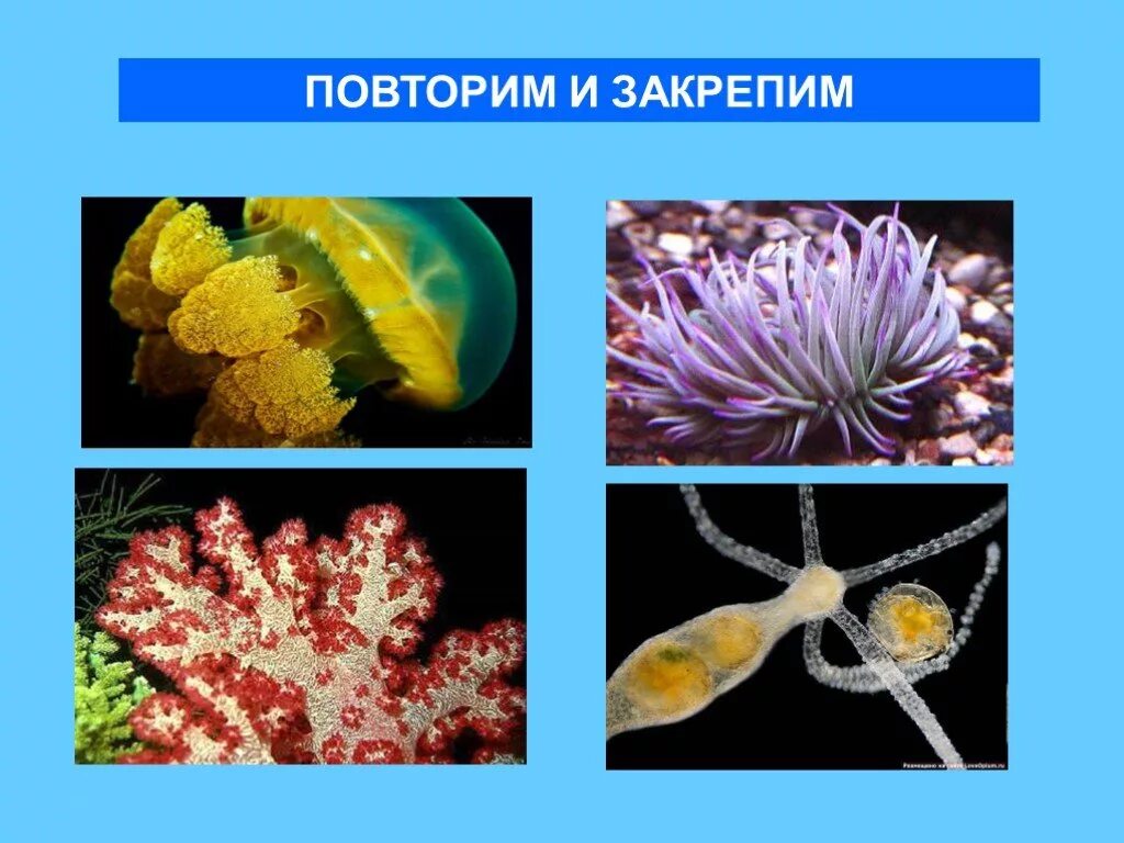 Укажите тип симметрии животного рыба. Симметрия кишечнополостных. Кишечнополостные рыбы примеры. Разнообразие кишечнополостных творческая работа. Кишечнополостные строение.