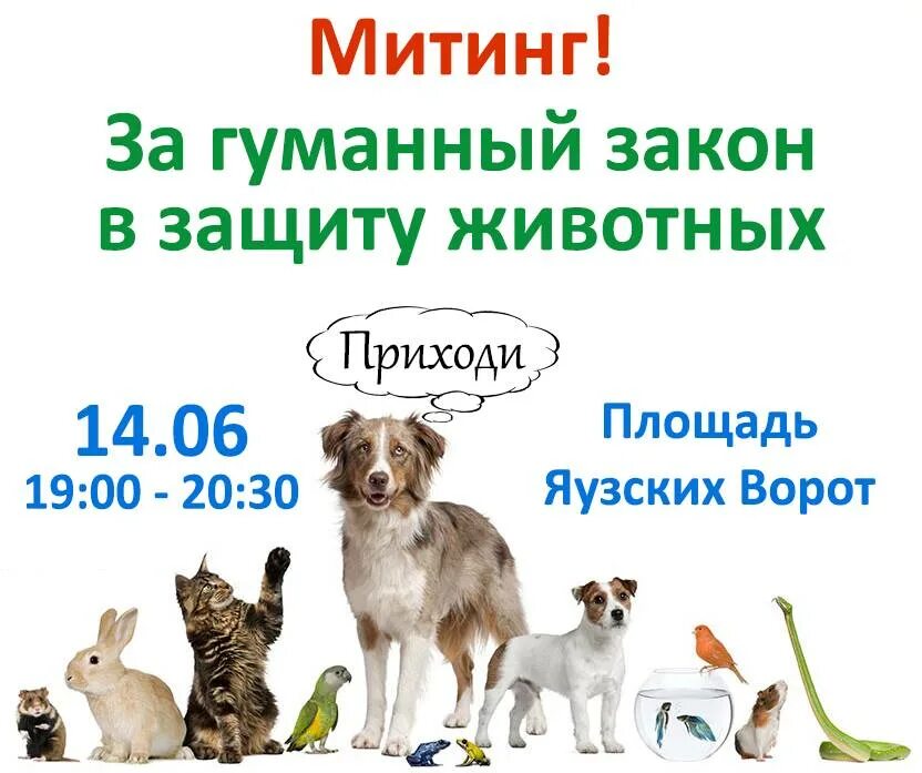 Девиз животных. Закон о защите животных. лозунги в защиту животных. слоган о защите животных. лозунги про животных.