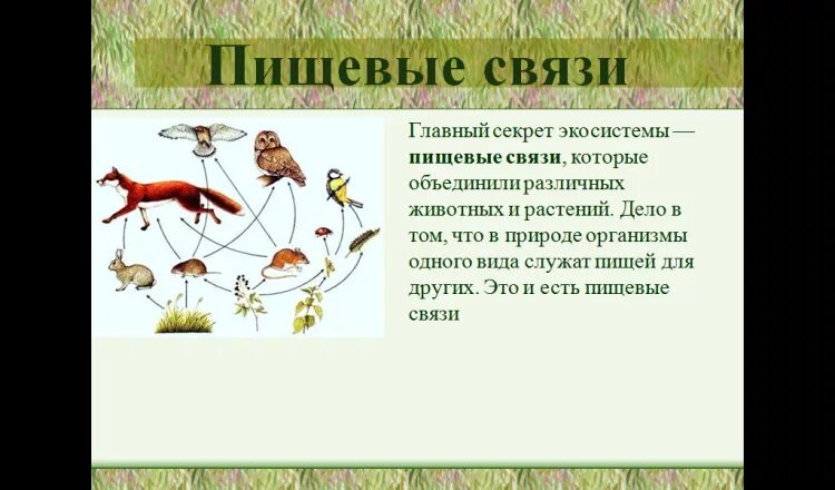 Урок пищевые связи в природных сообществах. Пищевые связи 5 класс биология. Пищевые связи в природе. Пищевые связи это в биологии. Пищевые связи в природе 9 класс.