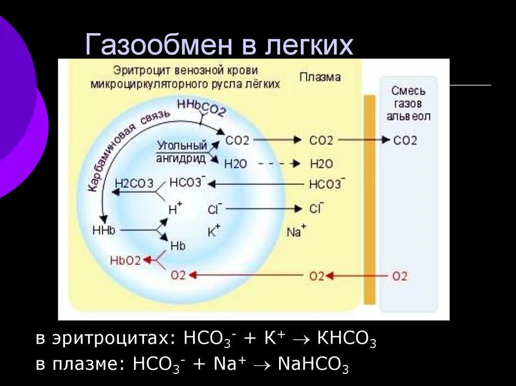 Газообмен в легких. Газообмен в лёгких физиология. Механизм обмена газов в легких физиология. Газообмен в эритроцитах в легких. Круги газообмена в легких