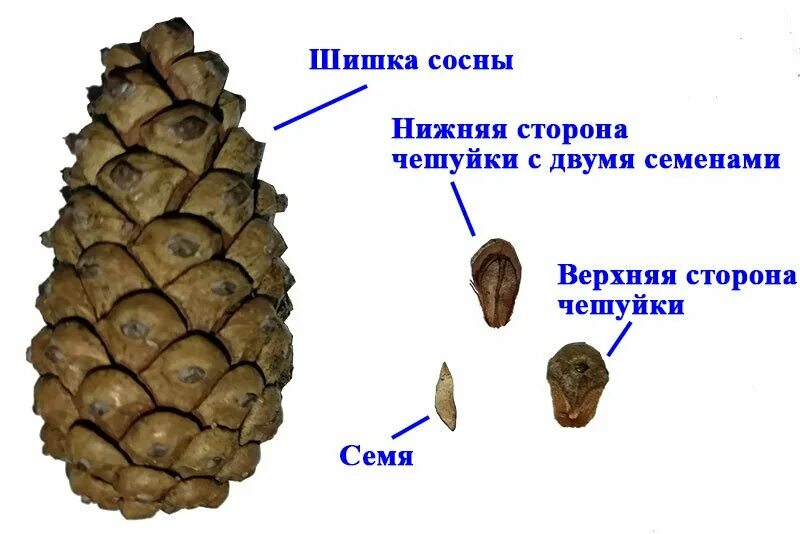 Семена хвойных растений созревают. Форма семенной чешуи шишки сосны. Строение шишки голосеменных растений рисунок. Строение чешуек шишки сосны. Строение чешуйки сосны.