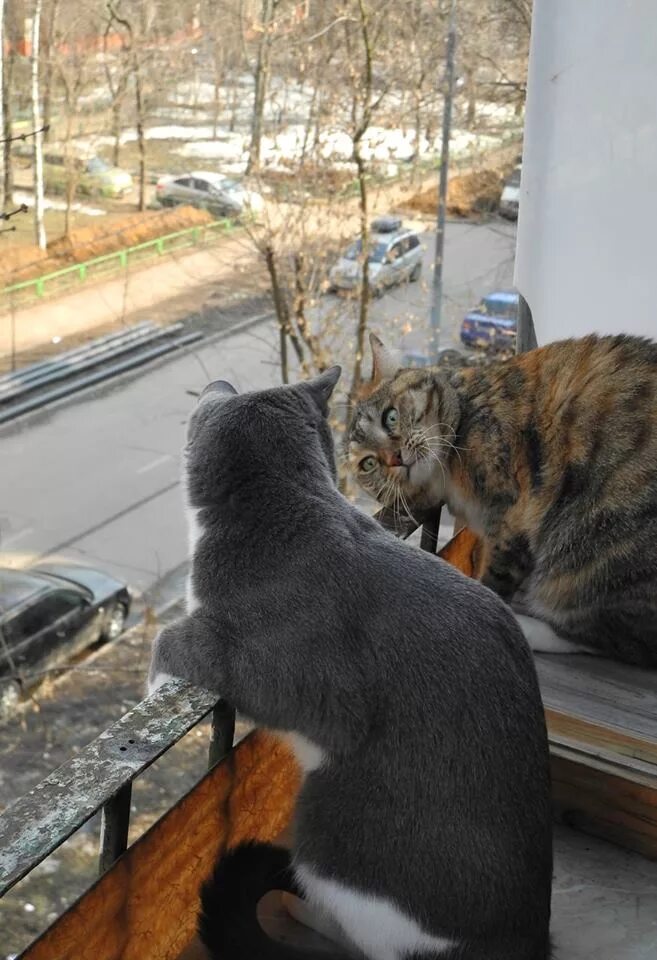 Кота нет неделю. Котоматрица. котоматрицы с надписями. котоматрица лучшие за прошлую. котоматрица лучшие за прошлую неделю.